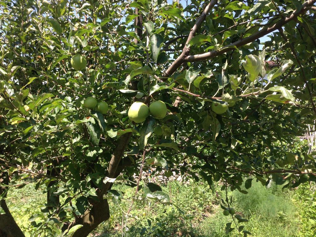 Eco Garten Guest House Shkoder Ngoại thất bức ảnh