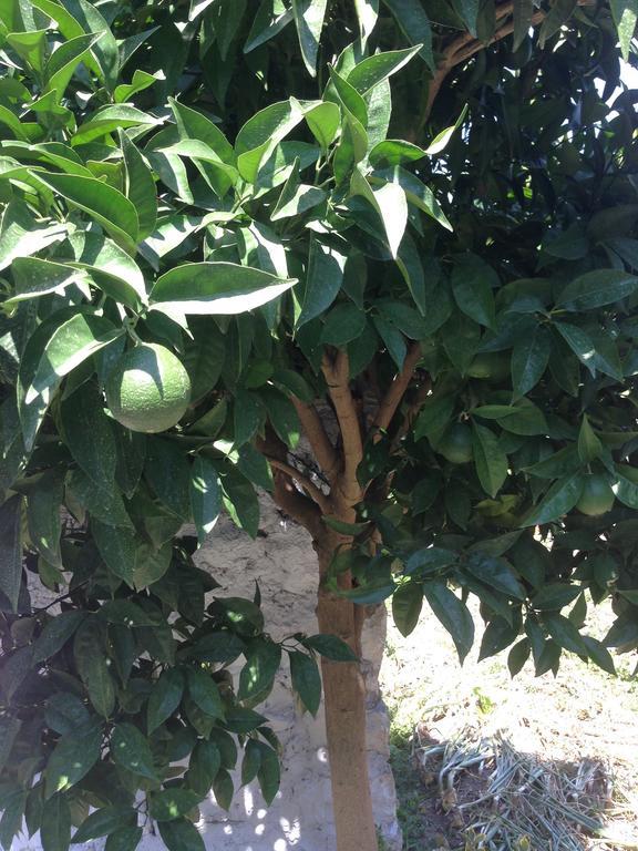 Eco Garten Guest House Shkoder Ngoại thất bức ảnh