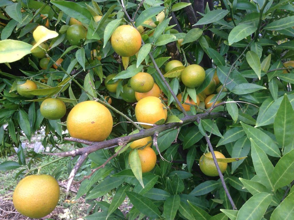Eco Garten Guest House Shkoder Ngoại thất bức ảnh