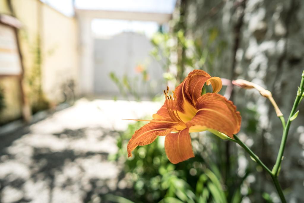 Eco Garten Guest House Shkoder Ngoại thất bức ảnh
